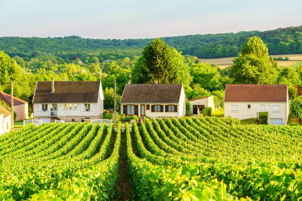 Loire Valley castles travel guide: Green vineyards in the Loire Valley, France, with traditional countryside houses in the background surrounded by lush forested hills under a clear sky