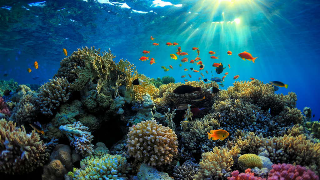 Colorful coral reef with vibrant tropical fish and sun rays streaming through the clear blue water at the Great Barrier Reef, Australia