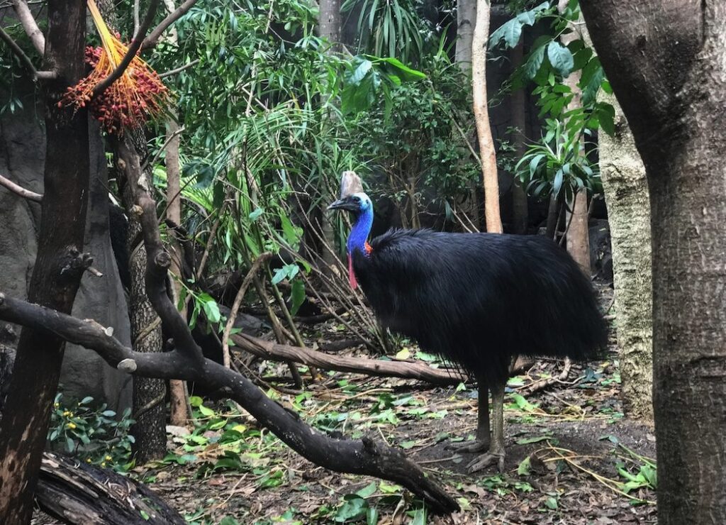 Southern cassowary standing in a lush tropical rainforest exhibit at WILD LIFE Sydney Zoo