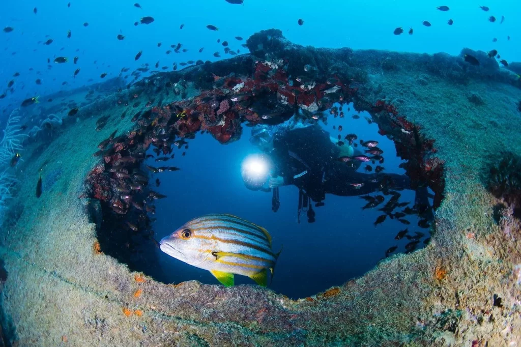 Scuba diver exploring a coral-covered shipwreck with vibrant tropical fish at the Great Barrier Reef, Australia