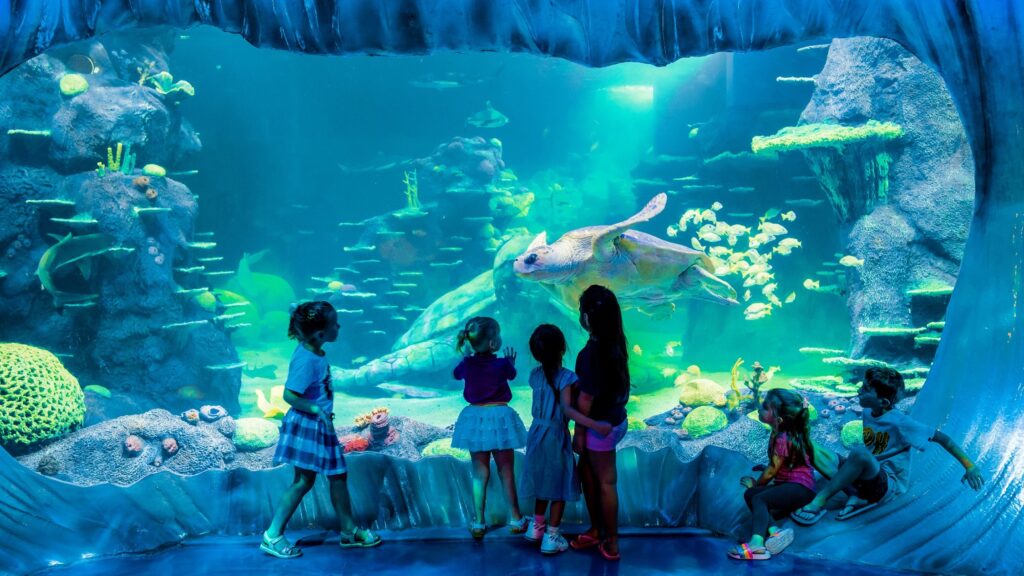 A group of children watching a giant sea turtle swim inside a large aquarium tank at SEA LIFE Sydney Aquarium