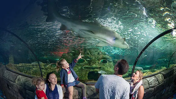 Darling Harbour's family-friendly attractions: a family watching a shark swim overhead in the Ocean Tunnel at SEA LIFE Sydney Aquarium.