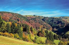"Colorful autumn landscape of the Black Forest in Germany with rolling hills, pine forests, and a clear blue sky"