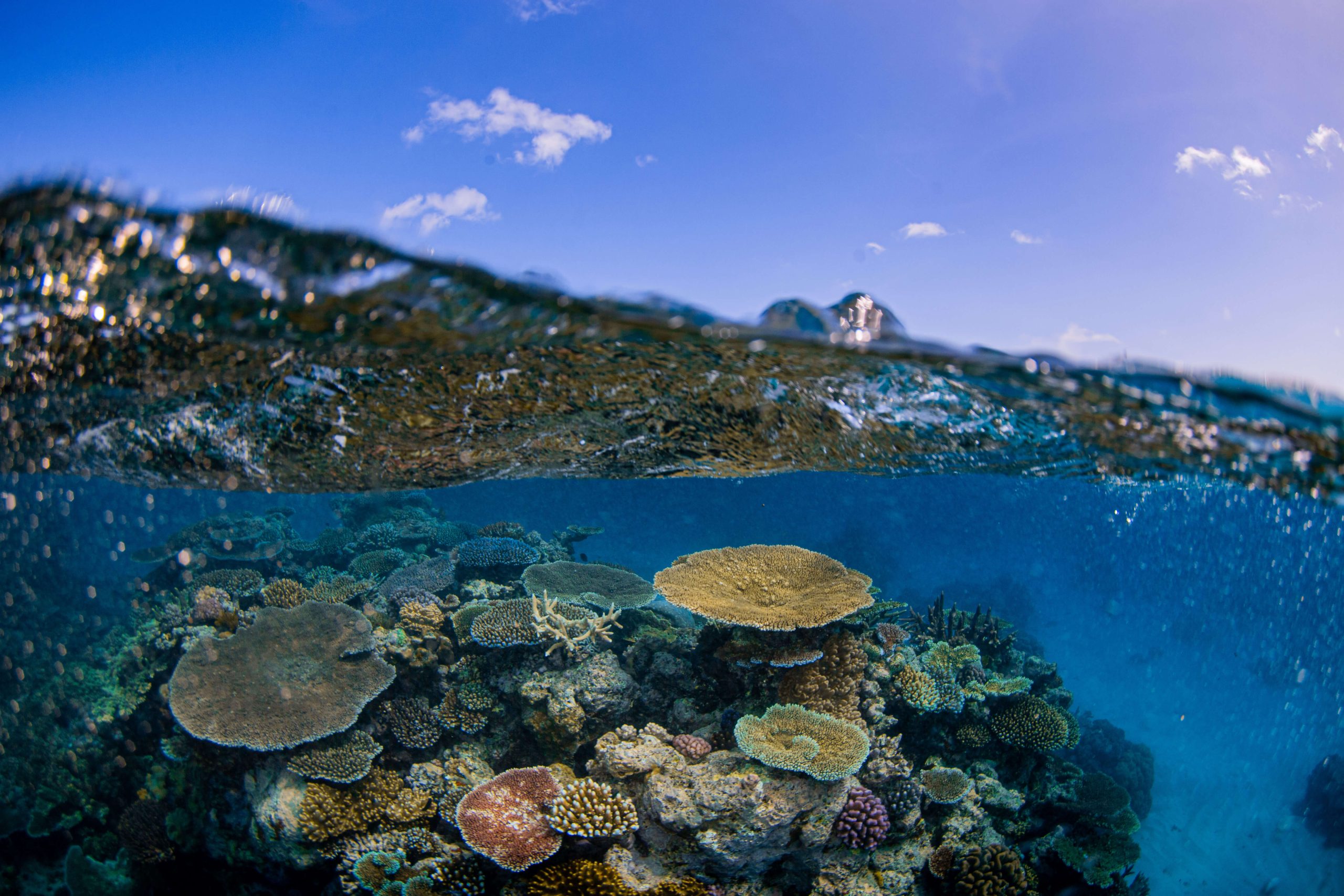 "Colorful coral formations and marine life under clear blue water at the Great Barrier Reef in Australia on a sunny day"