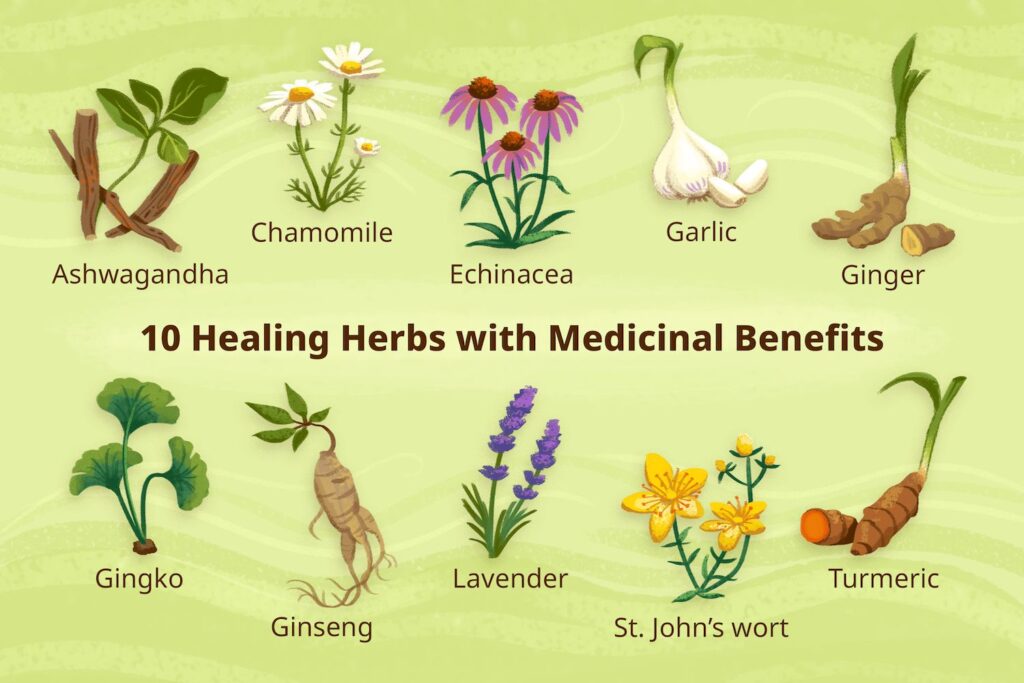 Improve Memory and Concentration Naturally: “Top 10 healing herbs with medicinal benefits — illustration showing Ashwagandha, Chamomile, Echinacea, Garlic, Ginger, Ginkgo, Ginseng, Lavender, St. John’s Wort, and Turmeric used for natural health and brain wellness.”