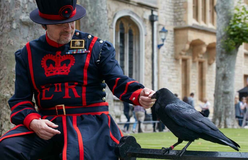 "Yeoman Warder in traditional uniform feeding a raven at the Tower of London, symbolizing the historic legend of the ravens protecting the fortress"
