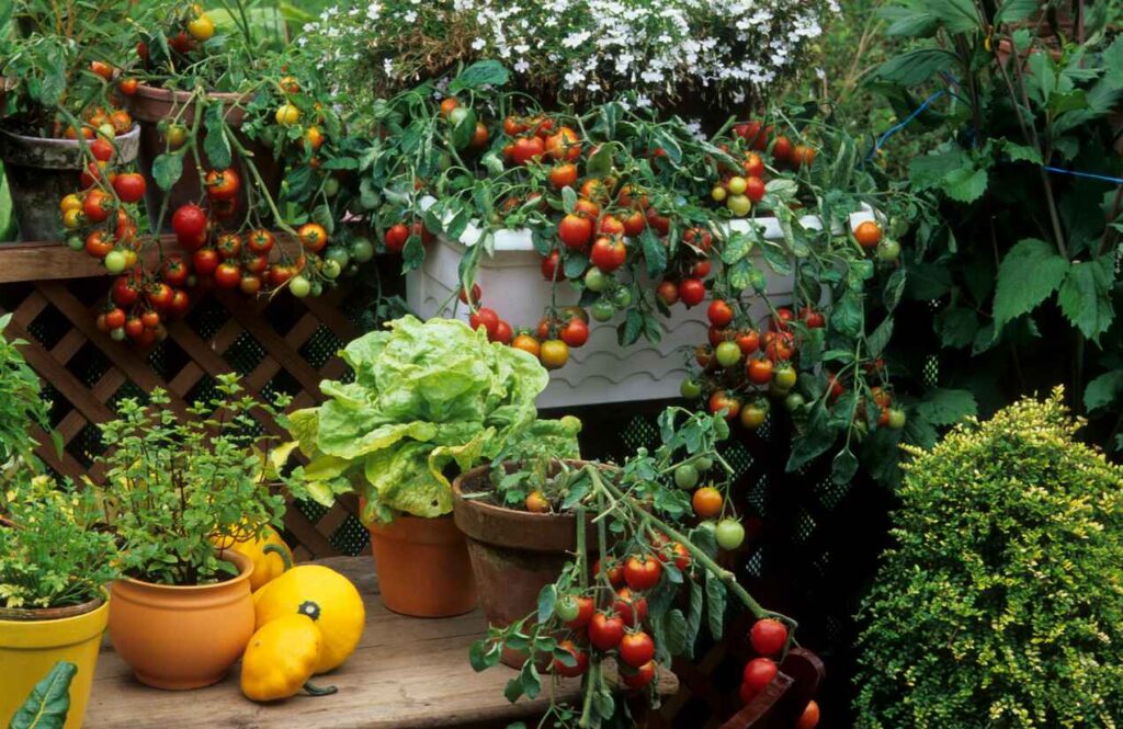 Eco friendly living tips: “Small backyard garden with pots of cherry tomatoes, lettuce, herbs, and squash, showcasing a healthy and vibrant homegrown vegetable garden.”